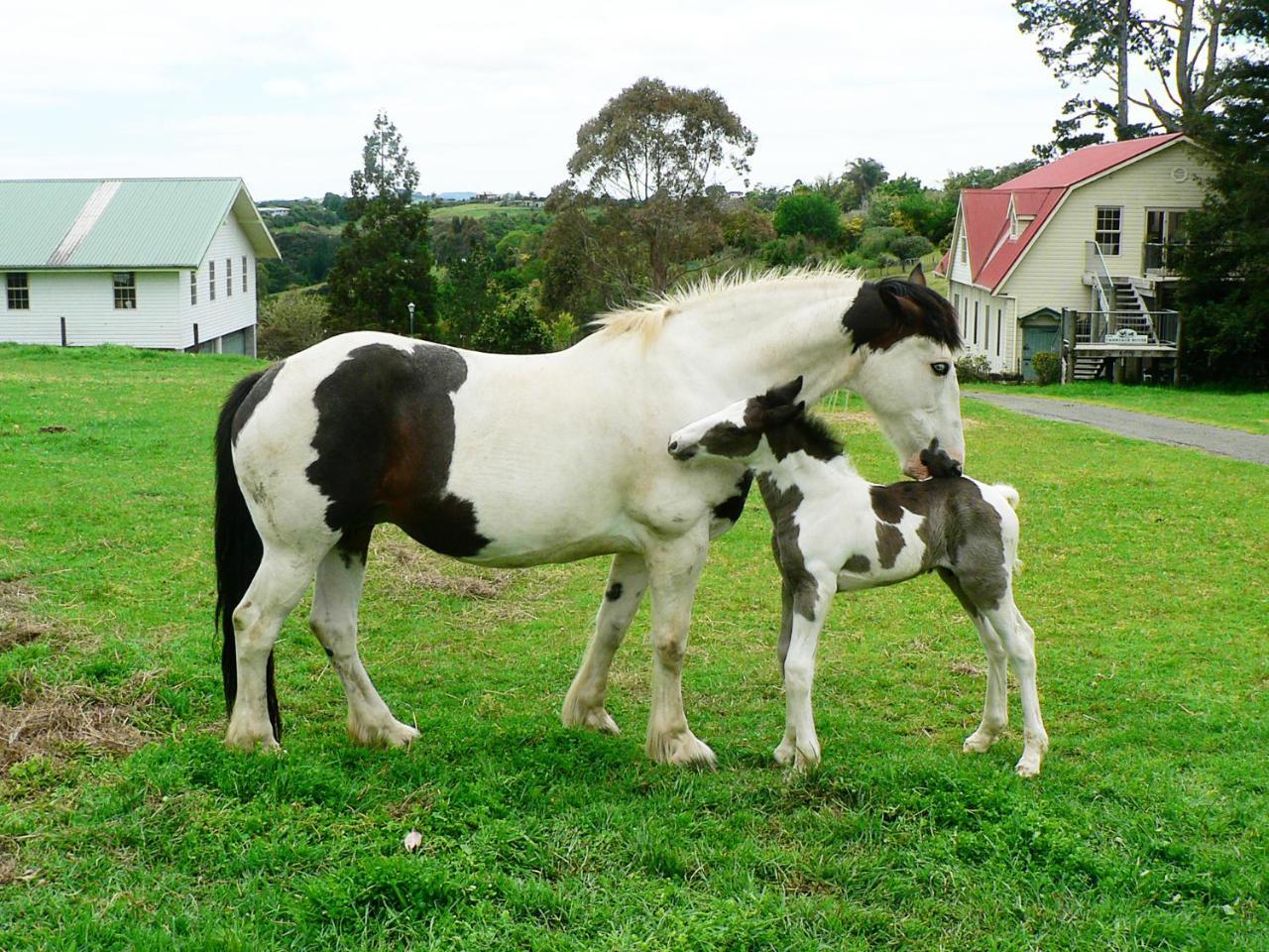 The Carriage House-Bay Of Islands Villa Kerikeri Bagian luar foto